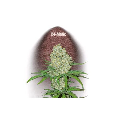 C4 MATIC * FAST BUDS SEEDS 1 SEME FEM 