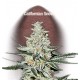 CALIFORNIAN SNOW * FAST BUDS SEEDS 1 SEME FEM 