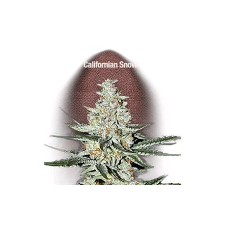 CALIFORNIAN SNOW * FAST BUDS SEEDS 1 SEME FEM 