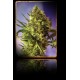 BIG DEVIL AUTO * SWEET SEEDS FEMINIZED 5 SEMI 