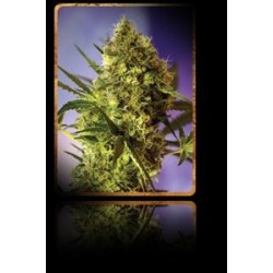 BIG DEVIL AUTO * SWEET SEEDS FEMINIZED 5 SEMI 