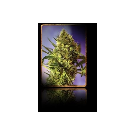 BIG DEVIL AUTO * SWEET SEEDS FEMINIZED 5 SEMI 