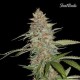 G 14 * FAST BUDS SEEDS 3 SEMI FEM 