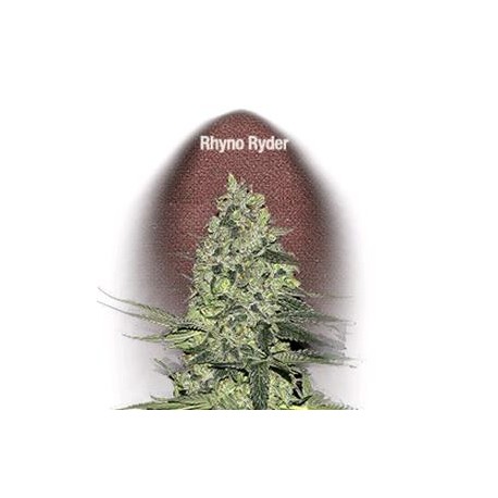 RHINO RYDER * FAST BUDS SEEDS 3 SEMI FEM 