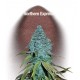 NORTHERN EXPRESS * FAST BUDS SEEDS 5 SEMI FEM 