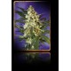 FAST BUD AUTO * SWEET SEEDS FEMINIZED 5 SEMI 