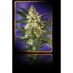 FAST BUD AUTO * SWEET SEEDS FEMINIZED 5 SEMI 