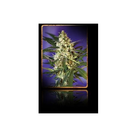 FAST BUD AUTO * SWEET SEEDS FEMINIZED 5 SEMI 