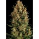 AUTO WEMBLEY * PYRAMID SEEDS 3 SEMI FEM 