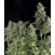 AUTO NORTHERN LIGHTS * PYRAMID SEEDS 3 SEMI FEM 