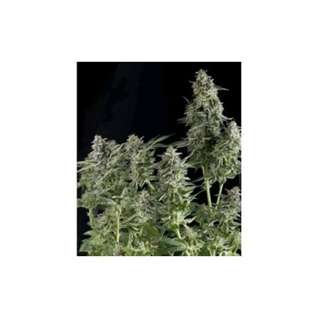 AUTO NORTHERN LIGHTS * PYRAMID SEEDS 3 SEMI FEM 