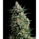 AUTO ANESTHESIA * PYRAMID SEEDS 3 SEMI FEM