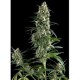 AMNESIA GOLD * PYRAMID SEEDS 3 SEMI FEM 