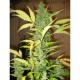 AUTO DESTROYER* ORIGINAL SENSIBLE SEED 5 SEME FEM