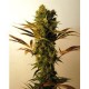 HAMMERSHARK * RESIN SEEDS FEMINIZED 3 SEMI 