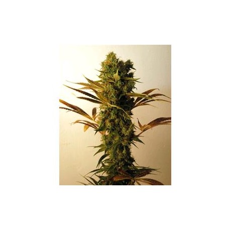 HAMMERSHARK * RESIN SEEDS FEMINIZED 3 SEMI 