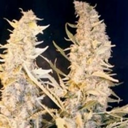 SKUNK SPECIAL * FEMALE SEEDS 4 SEMI FEM