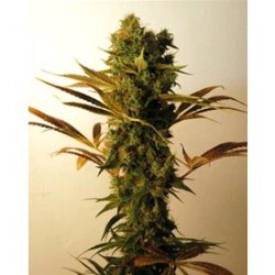 HAMMERSHARK * RESIN SEEDS FEMINIZED 5 SEMI 