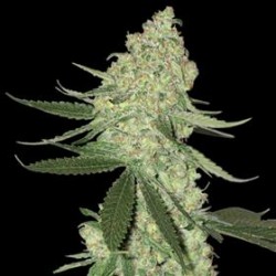 BIG CHEESE AUTO* BIG HEAD SEEDS 5 SEMI FEM 