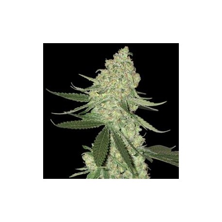 BIG CHEESE AUTO* BIG HEAD SEEDS 5 SEMI FEM 