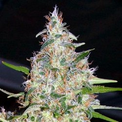 BUBLE HEAD#13* BIG HEAD SEEDS 5 SEMI FEM 