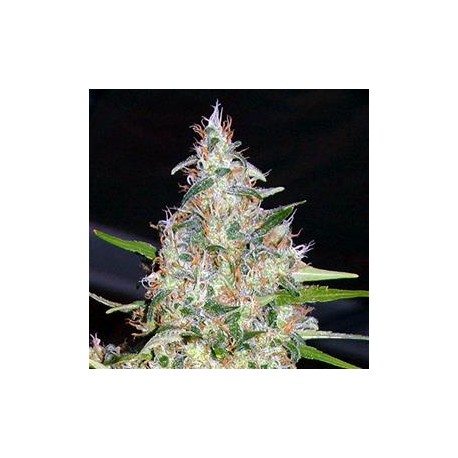 BUBLE HEAD#13* BIG HEAD SEEDS 5 SEMI FEM 