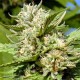 HEADSTONE* BIG HEAD SEEDS 5 SEMI FEM 