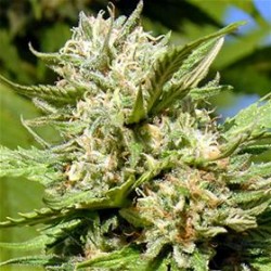 HEADSTONE* BIG HEAD SEEDS 5 SEMI FEM 