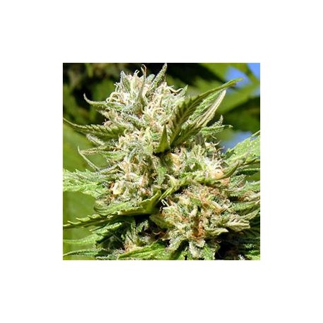 HEADSTONE* BIG HEAD SEEDS 5 SEMI FEM 