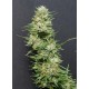 HEAVYHEAD* BIG HEAD SEEDS 5 SEMI FEM 