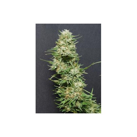 HEAVYHEAD* BIG HEAD SEEDS 5 SEMI FEM 