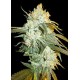 HEAD STASH AUTO* BIG HEAD SEEDS 5 SEMI FEM 