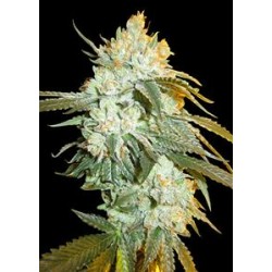 HEAD STASH AUTO* BIG HEAD SEEDS 5 SEMI FEM 