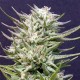 BIG FREEZE* BIG HEAD SEEDS 10 SEMI FEM 