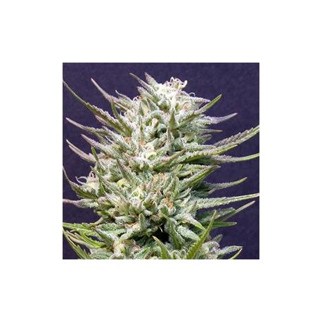 BIG FREEZE* BIG HEAD SEEDS 10 SEMI FEM 