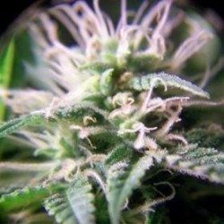 PURPLE MAROC * FEMALE SEEDS 4 SEMI FEM