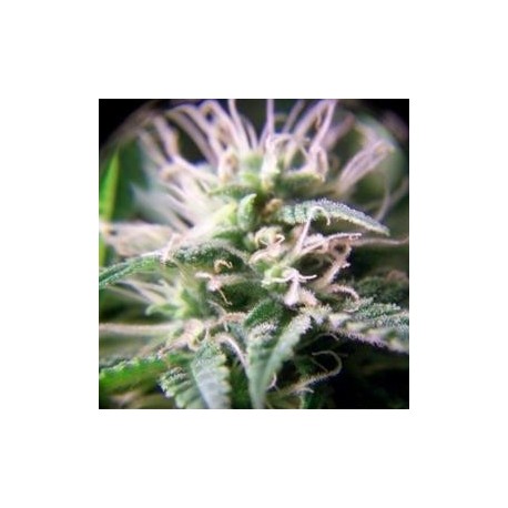 PURPLE MAROC * FEMALE SEEDS 4 SEMI FEM