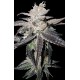 FREEZE BERRY AUTO* BIG HEAD SEEDS 10 SEMI FEM 