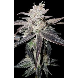 FREEZE BERRY AUTO* BIG HEAD SEEDS 10 SEMI FEM 