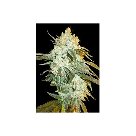 HEAD STASH AUTO* BIG HEAD SEEDS 10 SEMI FEM 