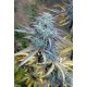 EASY AK XL* BIG HEAD SEEDS 10 SEMI FEM 