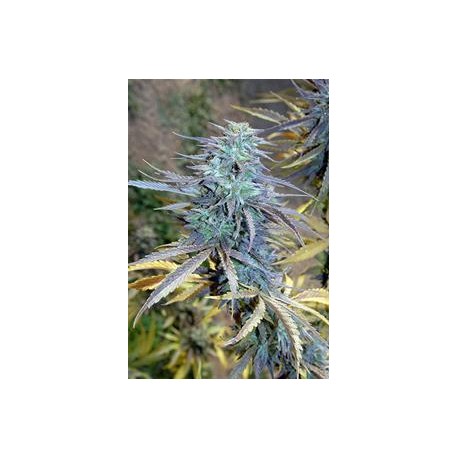 EASY AK XL* BIG HEAD SEEDS 10 SEMI FEM 