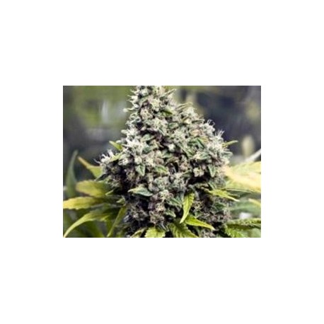 GRAPEFRUIT * FEMALE SEEDS 4 SEMI FEM