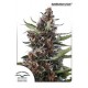 AUTO BLACKBERRY KUSH * DUTCH PASSION FEMINIZED 3 SEMI