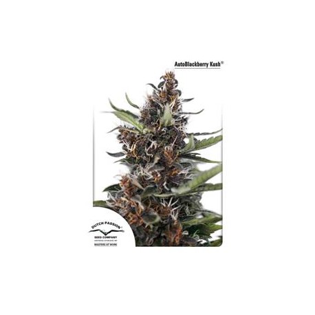 AUTO BLACKBERRY KUSH * DUTCH PASSION FEMINIZED 3 SEMI