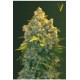 AUTO CHRONIC MONSTER XXL* VICTORY SEEDS 3 SEMI FEM