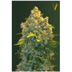 AUTO CHRONIC MONSTER XXL* VICTORY SEEDS 3 SEMI FEM