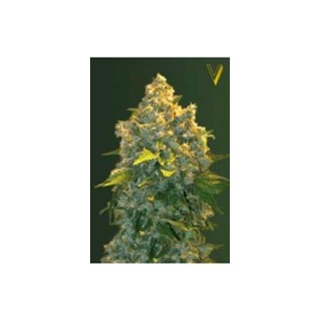 AUTO CHRONIC MONSTER XXL* VICTORY SEEDS 3 SEMI FEM