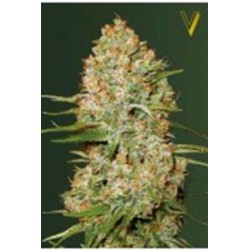 AUTO AMNESIUM* VICTORY SEEDS 5 SEMI FEM