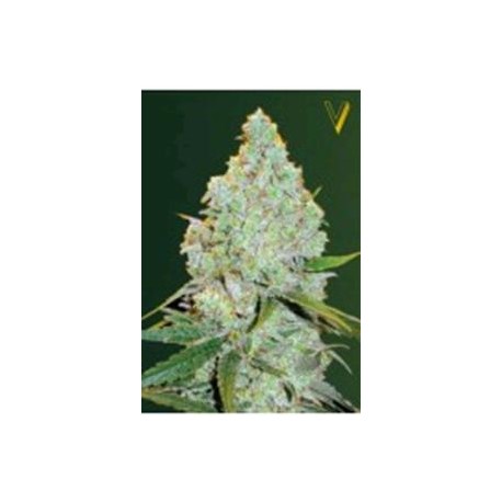 AUTO AMNESIA HAZE* VICTORY SEEDS 3 SEMI FEM